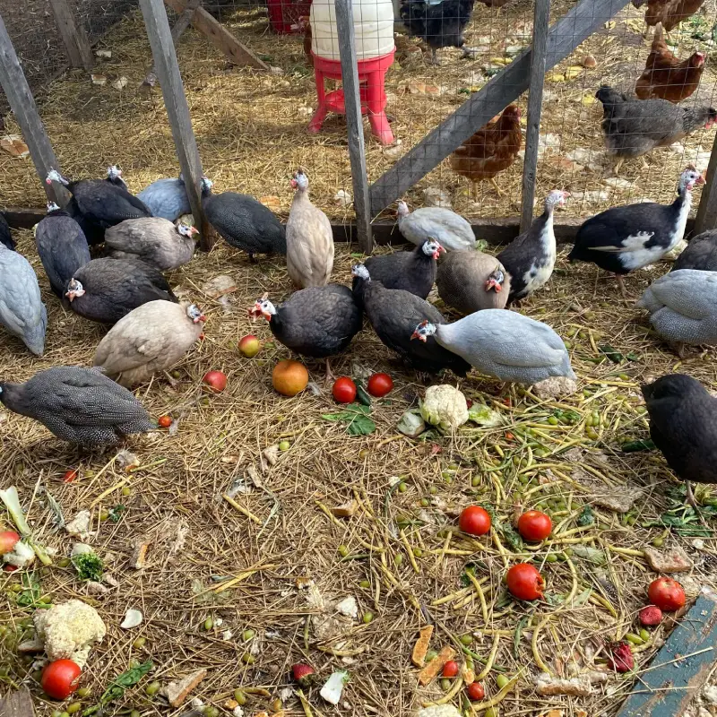 Adesco Chicken Banking